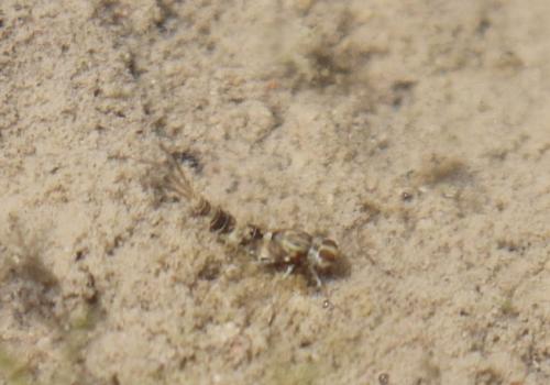 Réf. 242 265 : Cloeoninae inconnu